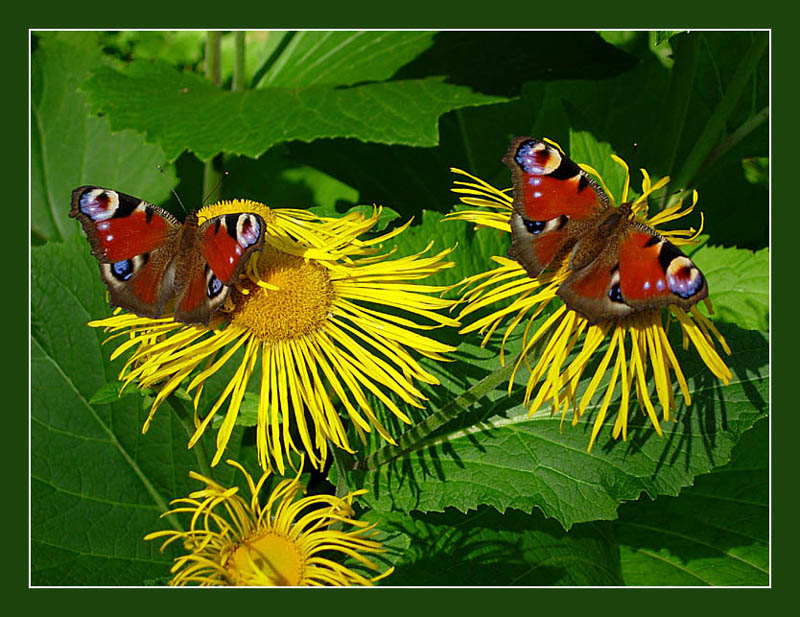 photo "Butterflies" tags: nature, insect