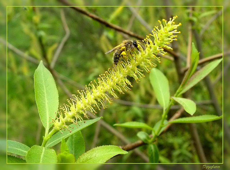 фото "Пчёлка" метки: природа, макро и крупный план, насекомое