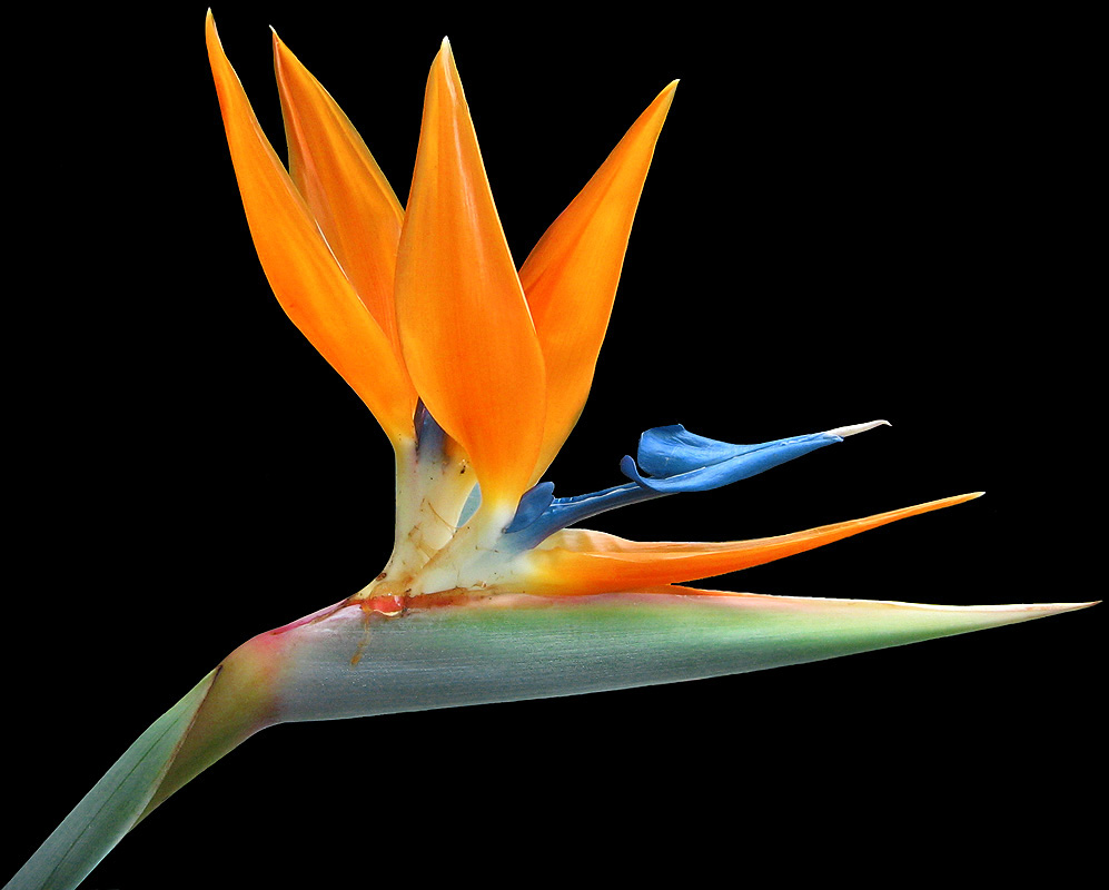 фото "Strelitzia reginae" метки: , 