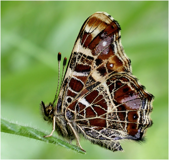 photo "***" tags: macro and close-up, nature, insect