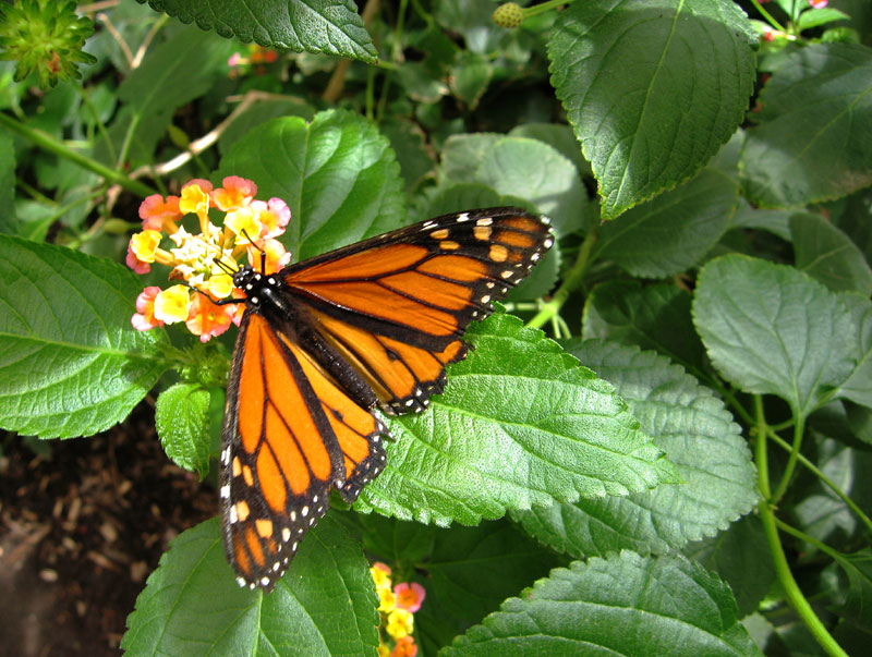 photo "***" tags: nature, insect