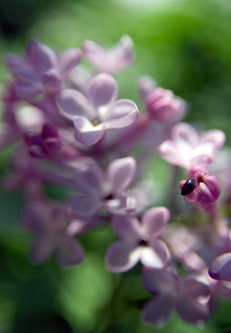 photo "Lilac" tags: macro and close-up, 