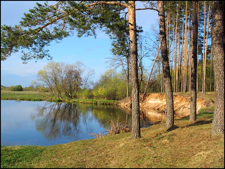 photo "Sun bank" tags: landscape, forest, water
