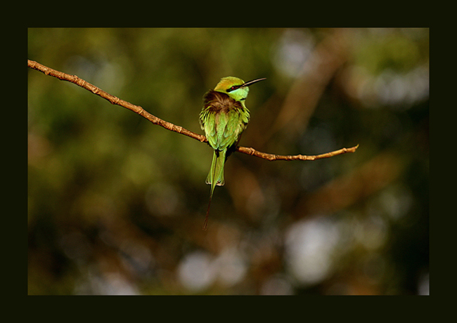 фото "Geen Bee Eater (Merops orientalis)" метки: природа, дикие животные