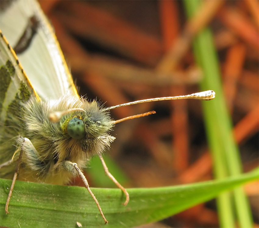 photo "***" tags: nature, macro and close-up, insect