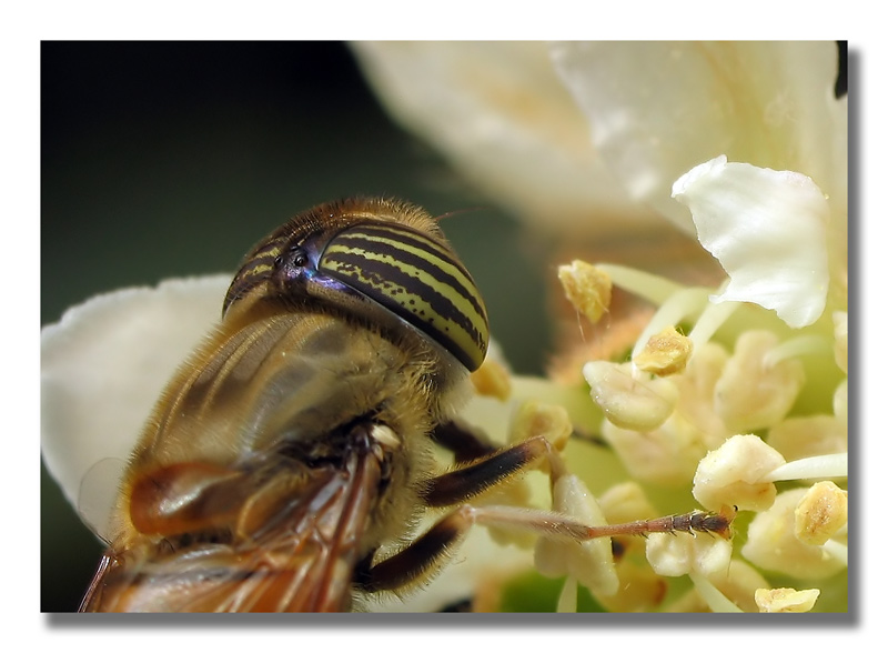 photo "***" tags: macro and close-up, 