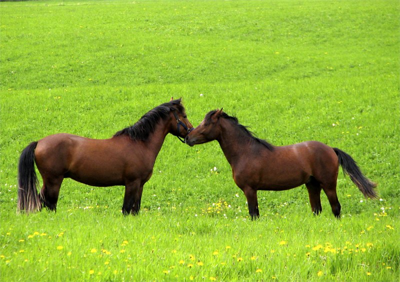 photo "Friends on the field" tags: landscape, nature, pets/farm animals, summer