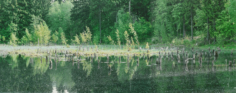 photo "The Bog" tags: landscape, summer, water