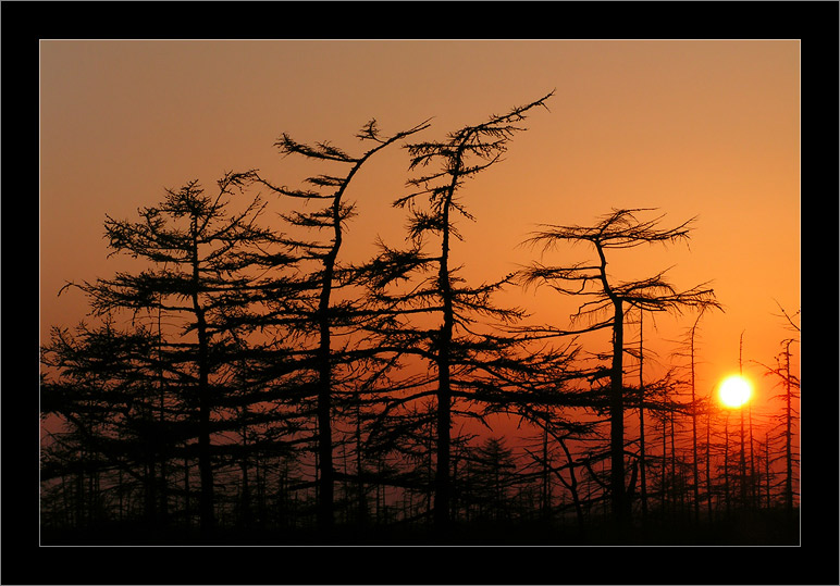 photo "Вечер / Evening" tags: landscape, forest, sunset