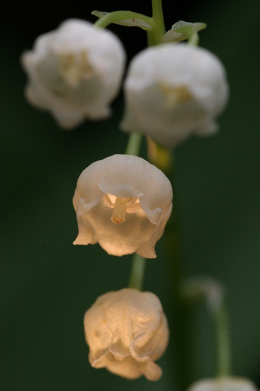 photo "with a little Light" tags: nature, flowers