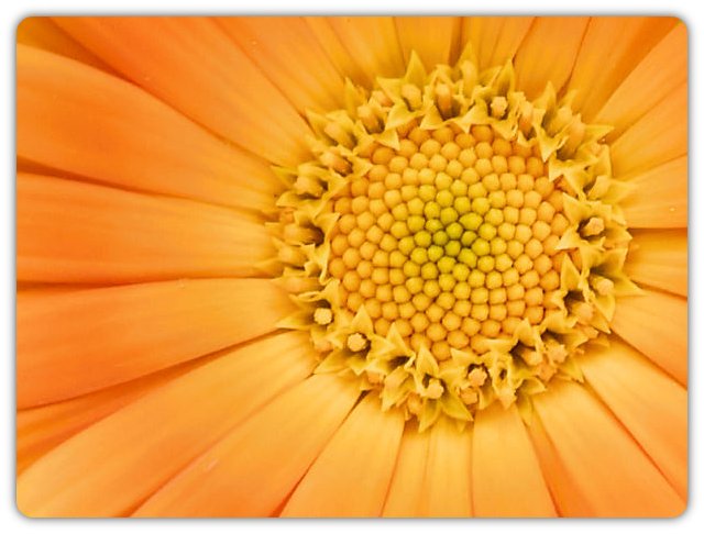 фото "Calendula Oficinalis" метки: природа, цветы