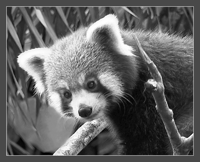 photo "***" tags: nature, wild animals