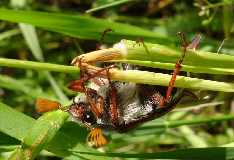 фото "Ahhh!.. I can fall down!" метки: макро и крупный план, природа, насекомое