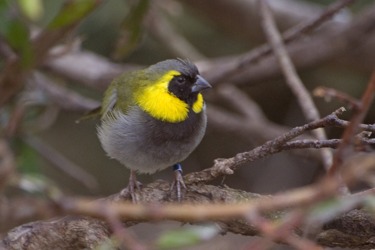 photo "Little bird" tags: nature, travel, Australia, wild animals