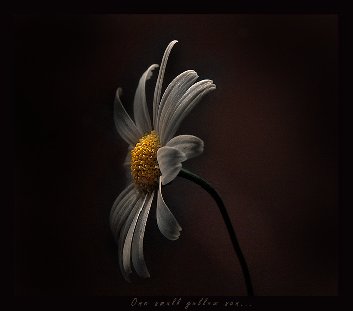 photo "One small yellow sun..." tags: macro and close-up, nature, flowers