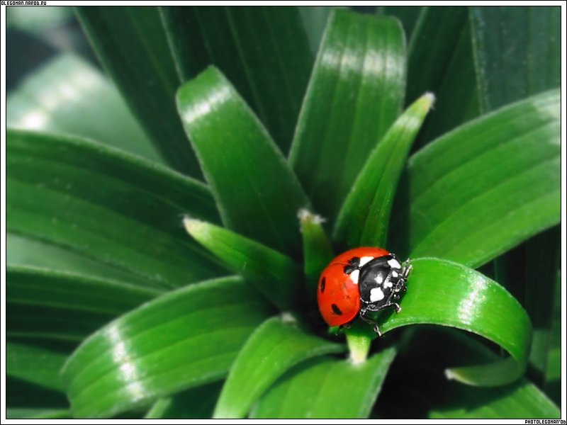 photo "From Garage" tags: nature, macro and close-up, insect