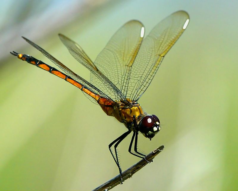 photo "***" tags: nature, macro and close-up, insect