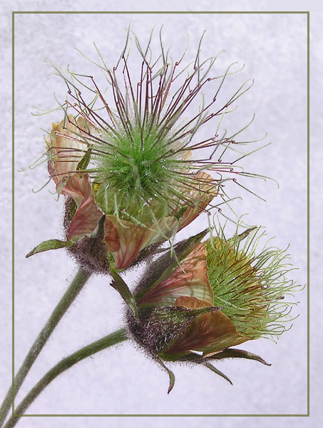 photo "Water  Avens" tags: nature, macro and close-up, flowers