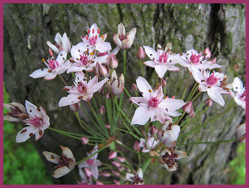 photo "***" tags: nature, flowers
