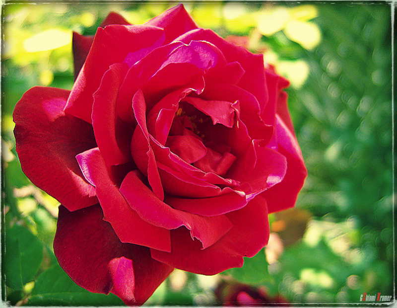 фото "Роза" метки: природа, путешествия, Азия, цветы