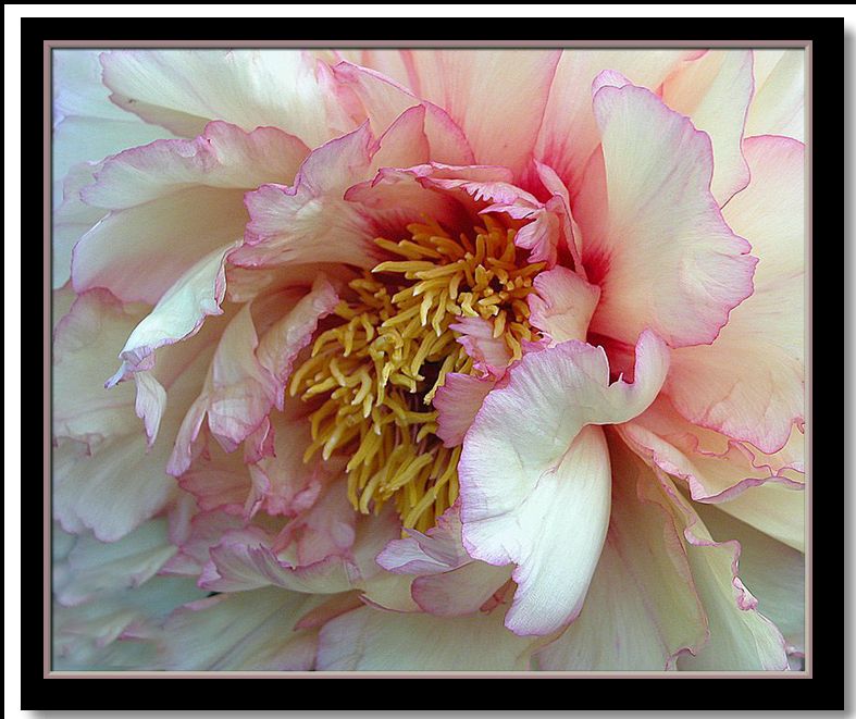 photo "paeony" tags: nature, macro and close-up, flowers