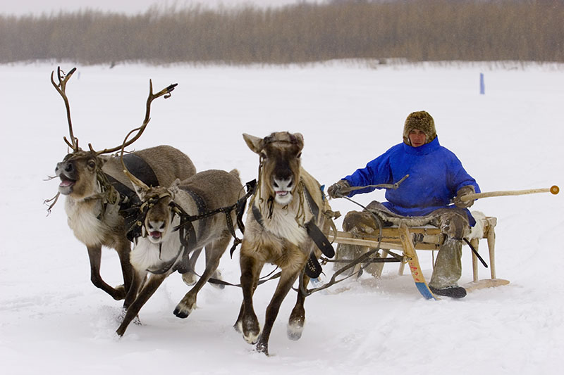 photo "reindeer race" tags: travel, sport, Asia