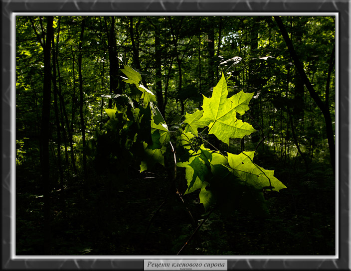 photo "The recipe of maple syrop" tags: misc., 