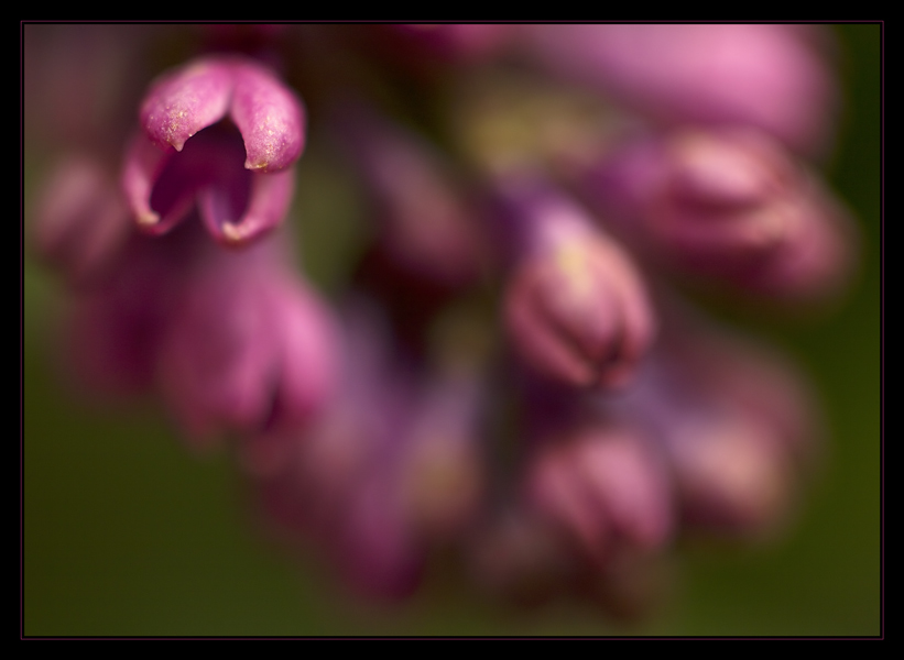 photo "***" tags: macro and close-up, nature, flowers