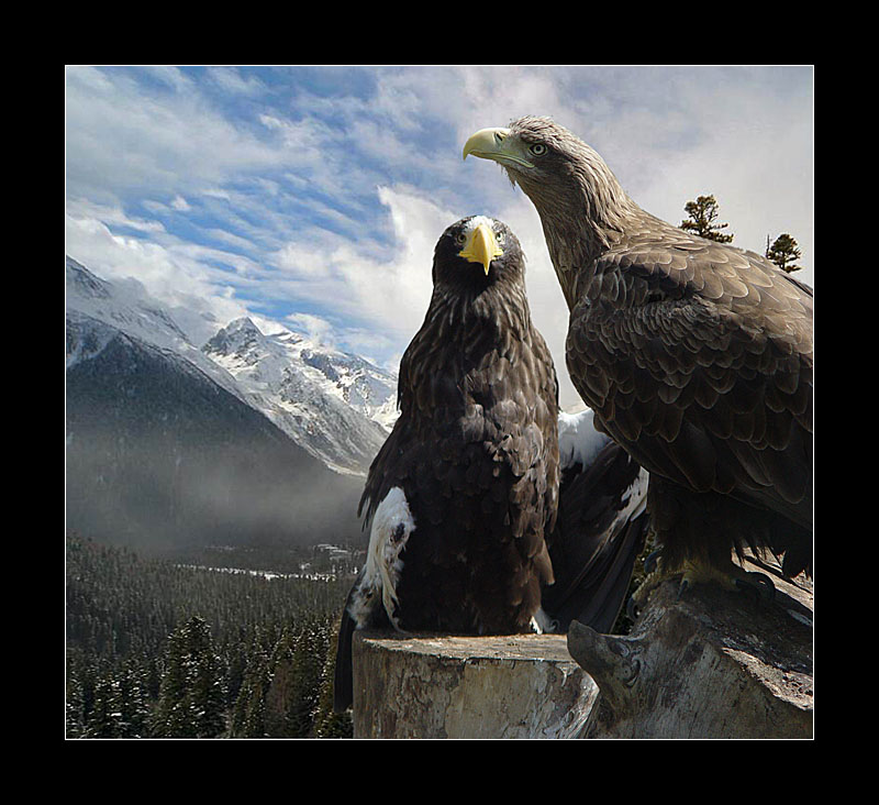 photo "Today I appeared in the dreams the will..." tags: nature, wild animals
