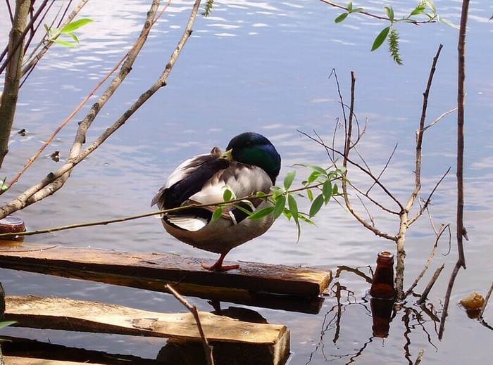 photo "Has drunk too much" tags: nature, humor, wild animals