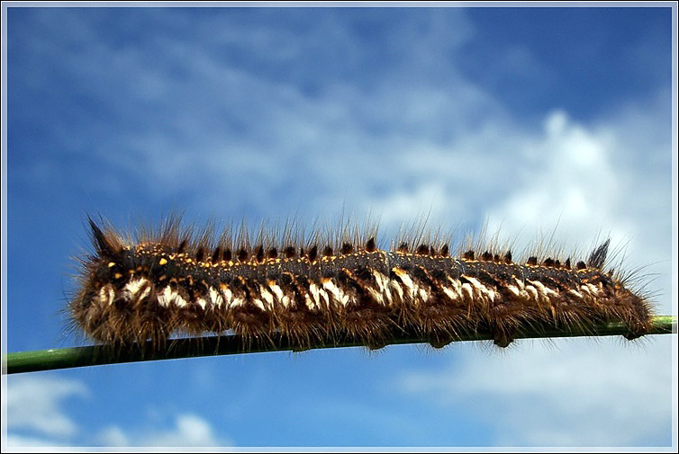 photo "The rope-walker" tags: nature, insect