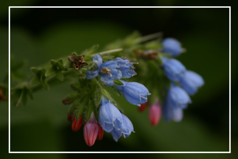 photo "***" tags: macro and close-up, 