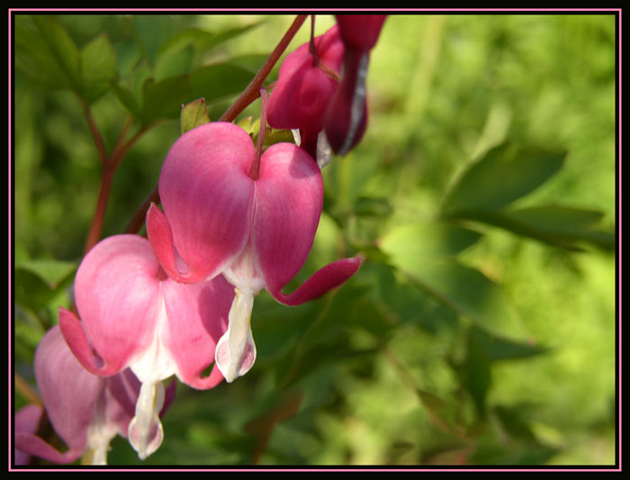 photo "Hart" tags: nature, flowers