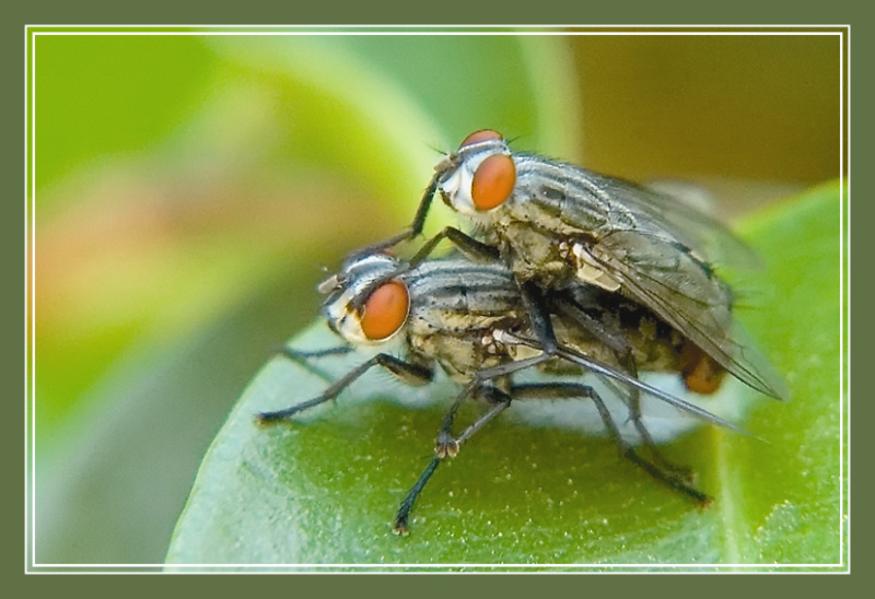 photo "***" tags: macro and close-up, 