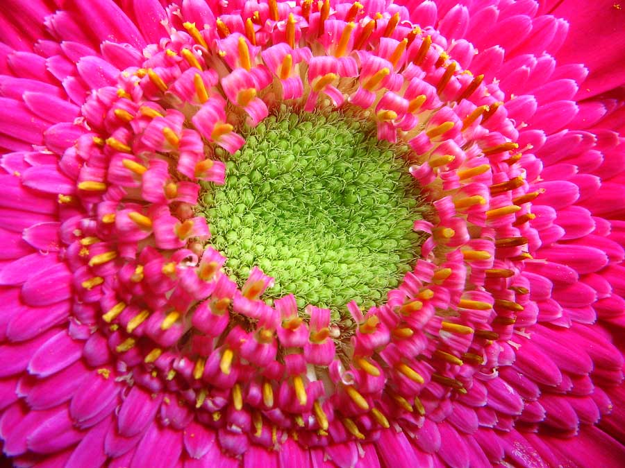 photo "Gerbera jamesonii #1" tags: , 