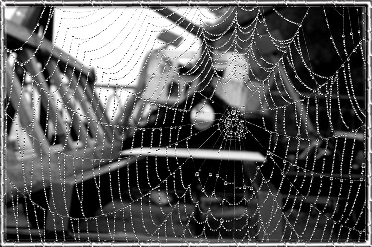 фото "WEB" метки: природа, 