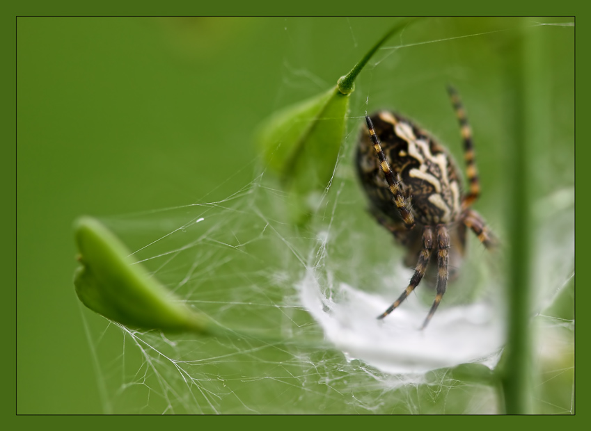 фото "Ожидание" метки: макро и крупный план, природа, насекомое