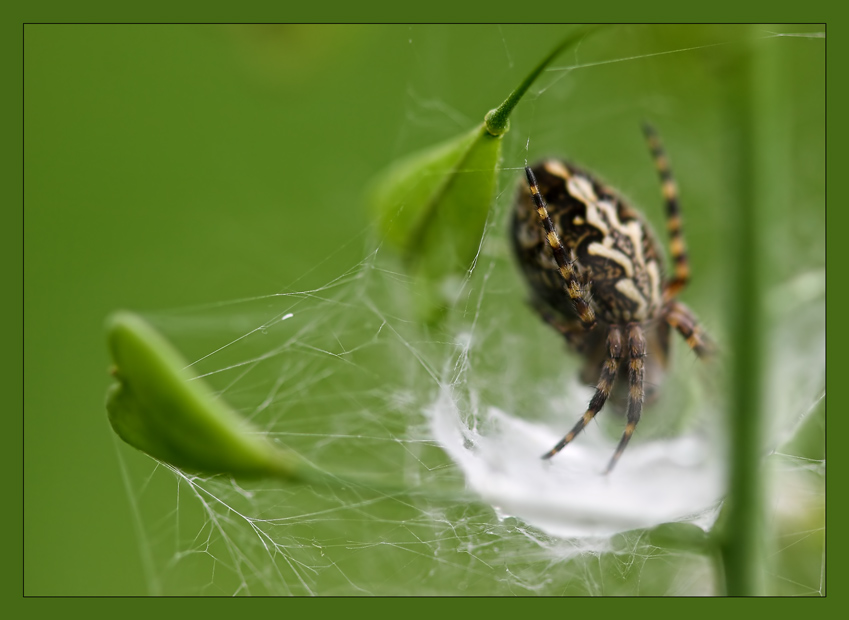 photo "***" tags: macro and close-up, nature, insect