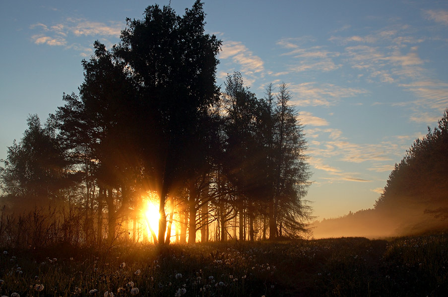 photo "***" tags: landscape, forest