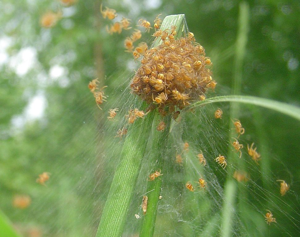 фото "паучьи ясельки)" метки: природа, макро и крупный план, насекомое