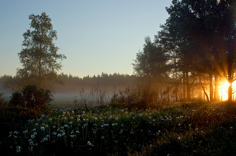 photo "***" tags: landscape, forest