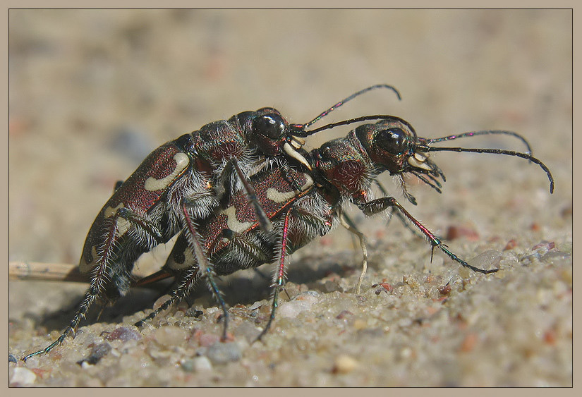 photo "~Love is In the Air~" tags: nature, macro and close-up, insect