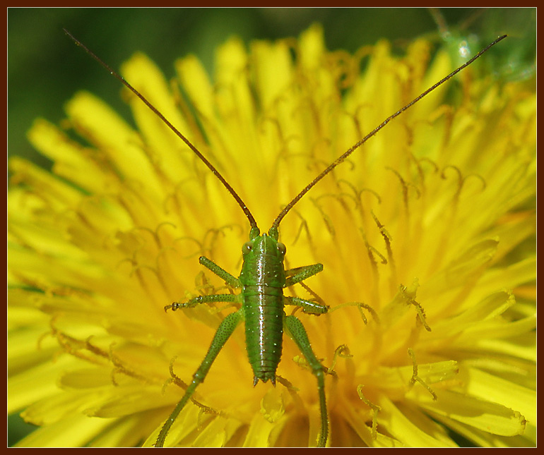 photo "~Grasshopper~" tags: nature, macro and close-up, insect