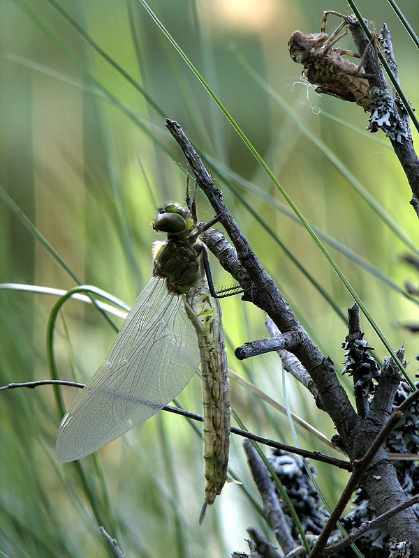 photo "Rebirth of dragonfly" tags: nature, insect