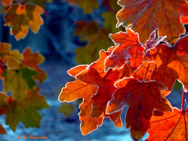 photo "frost nature" tags: nature, flowers