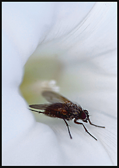 photo "Temptation" tags: nature, macro and close-up, insect