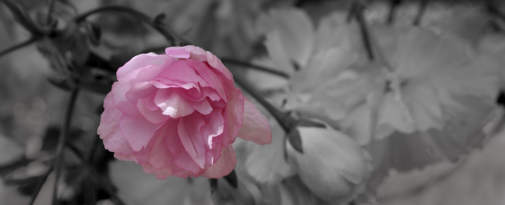 photo "An Invitation of Color" tags: black&white, misc., 