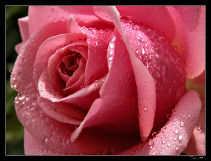 photo "Rose" tags: nature, macro and close-up, flowers