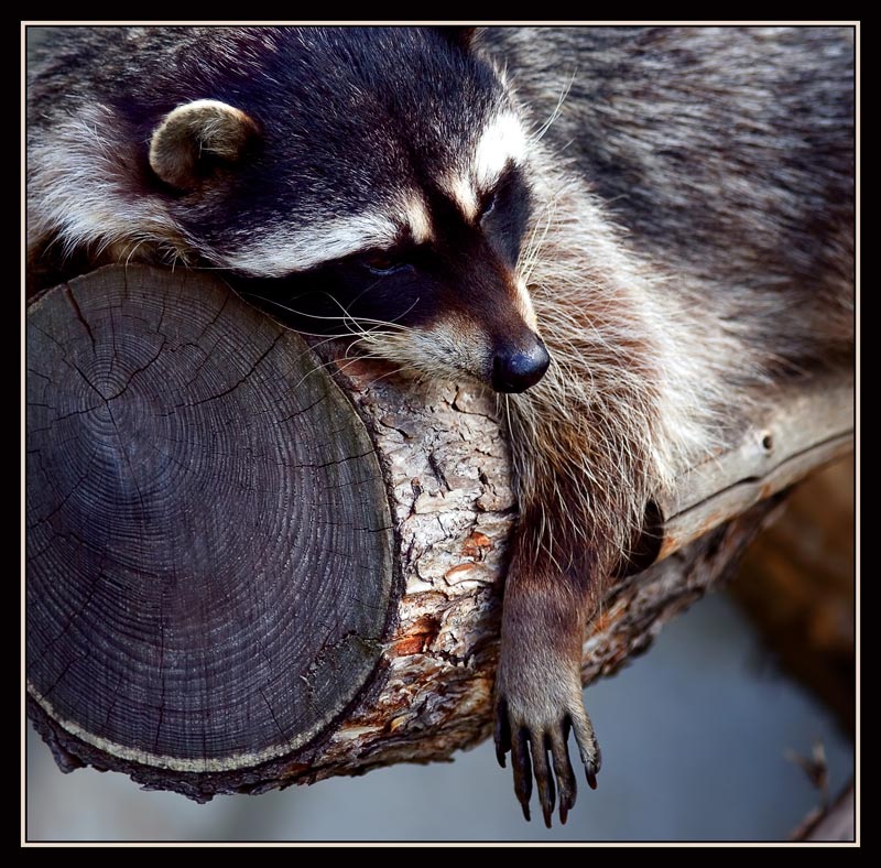 photo "Raccoon's favourite log" tags: nature, wild animals