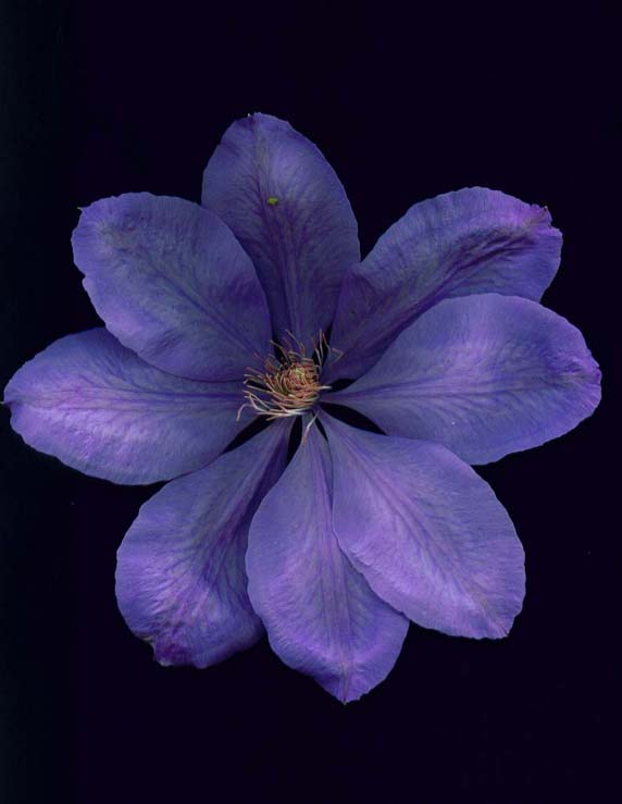 фото "" Mrs.Cholmondeley "" метки: макро и крупный план, природа, цветы